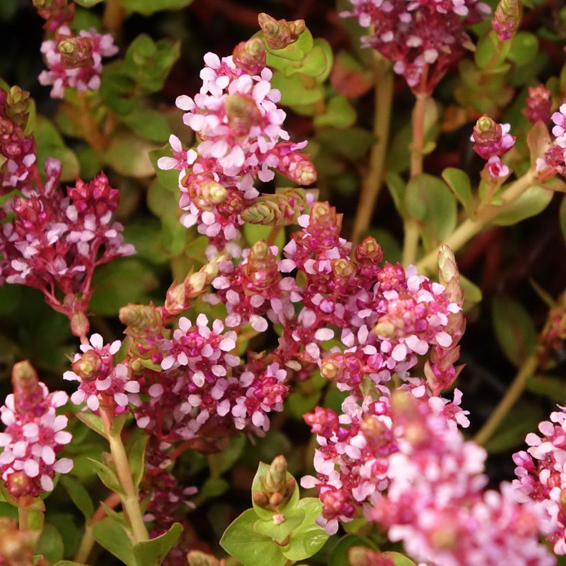 Myriophyllum crispata (Flowering)