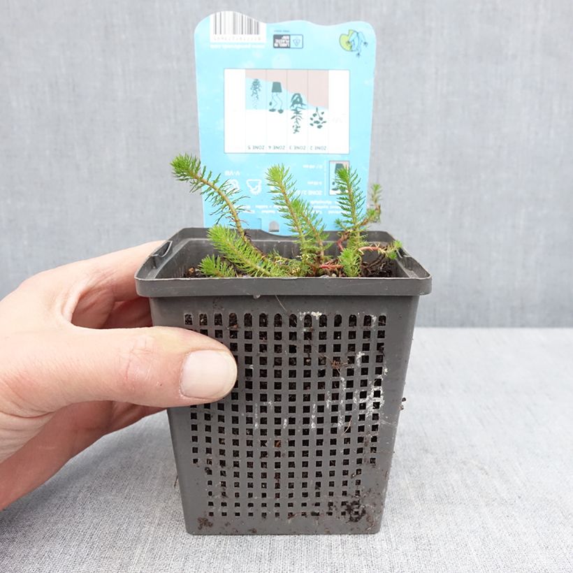 Myriophyllum crispata 1L/1.5L pot sample as delivered in spring