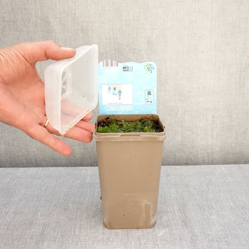 Myriophyllum spicatum 8/9 cm pot sample as delivered in autumn