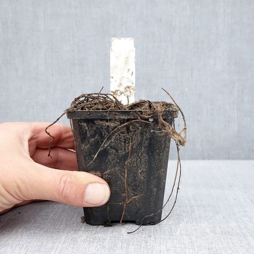Myriophyllum spicatum 8/9 cm pot sample as delivered in spring