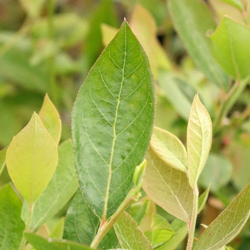 Vaccinium corymbosum Atlantic - American Blueberry (Foliage)