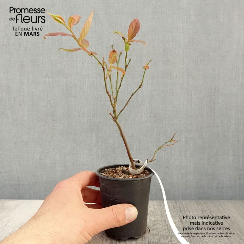 Vaccinium corymbosum Berkeley 8/9 cm pot sample as delivered in spring