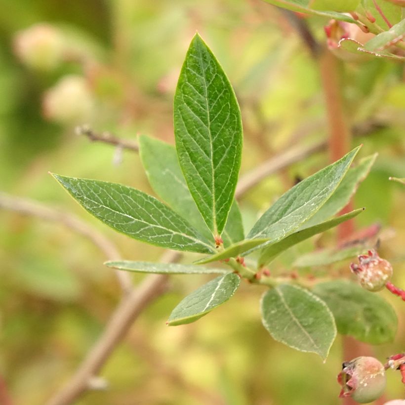 Vaccinium corymbosum Blue pearl- American Blueberry (Foliage)