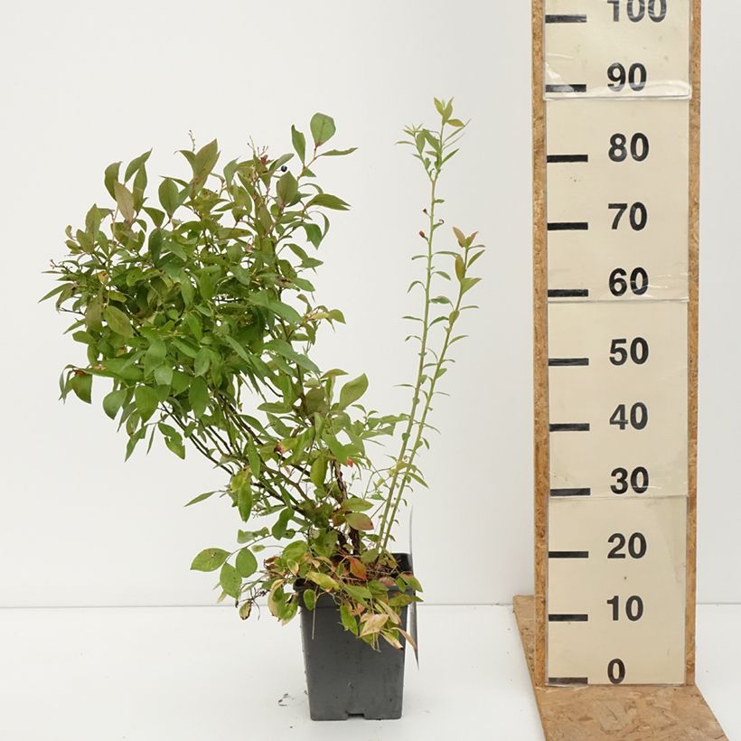 Vaccinium corymbosum Blue pearl- American Blueberry 4L/5L pot sample as delivered in autumn