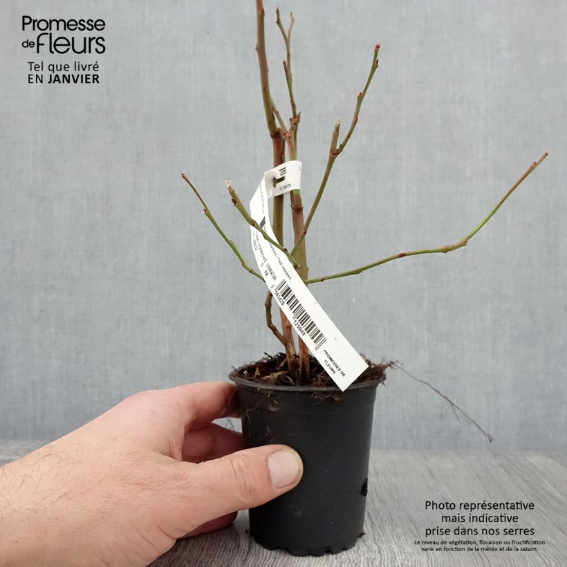 Vaccinium corymbosum Darrow- American Blueberry 8/9 cm pot sample as delivered in winter