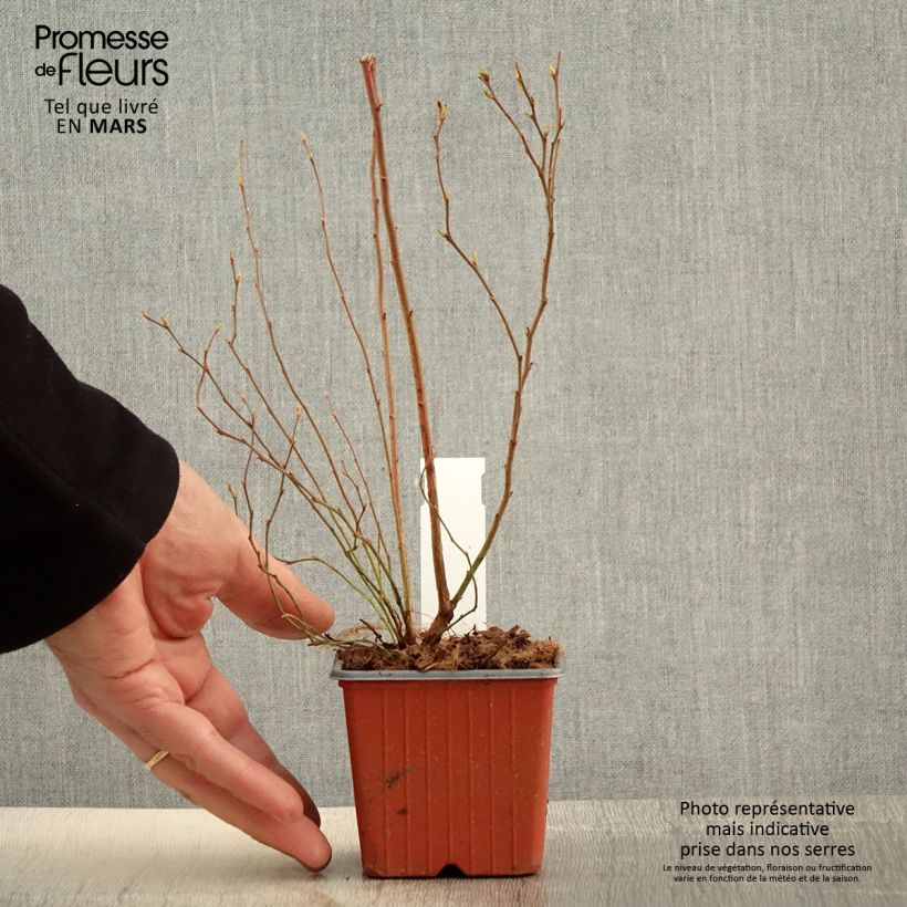 Vaccinium corymbosum Darrow- American Blueberry 8/9 cm pot sample as delivered in spring