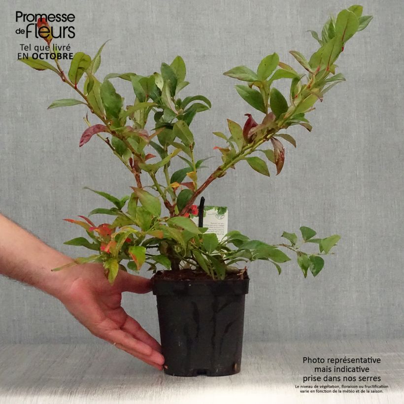 Vaccinium corymbosum Darrow- American Blueberry 1.5L/2L pot sample as delivered in autumn
