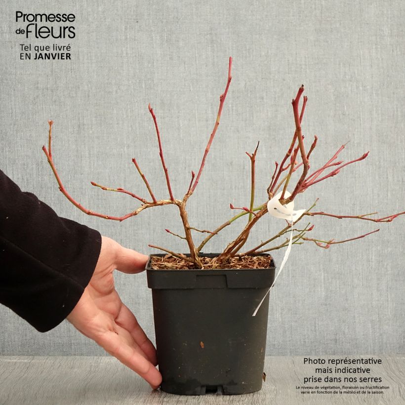 Vaccinium corymbosum Darrow- American Blueberry 1.5L/2L pot sample as delivered in winter