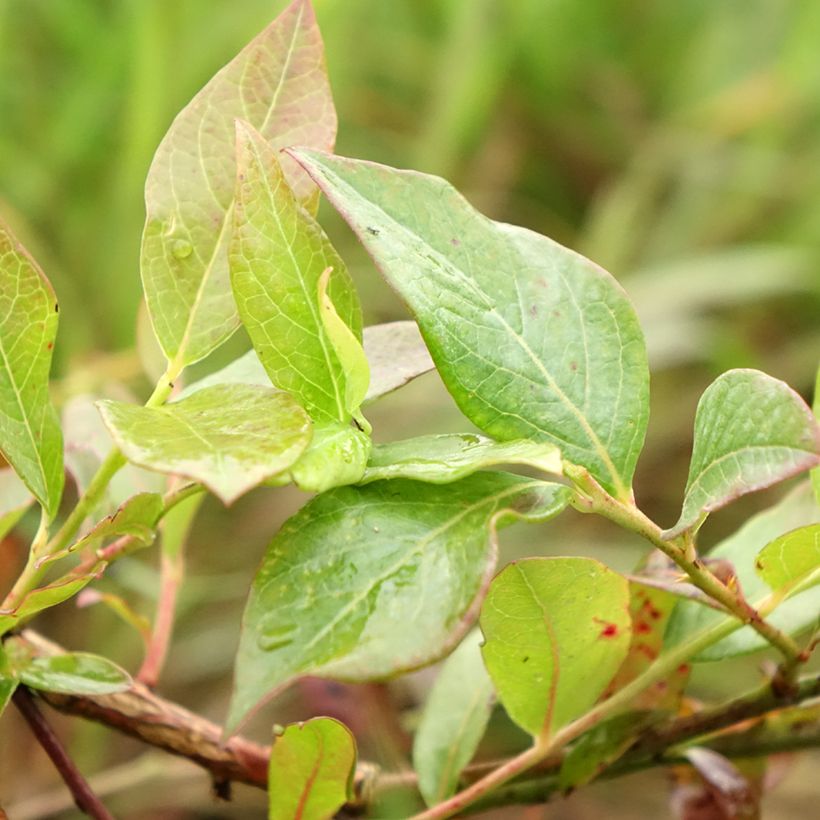 Vaccinium corymbosum Darrow- American Blueberry (Foliage)