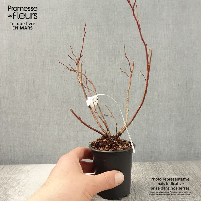 Vaccinium corymbosum Duke- American Blueberry 8/9 cm pot sample as delivered in spring