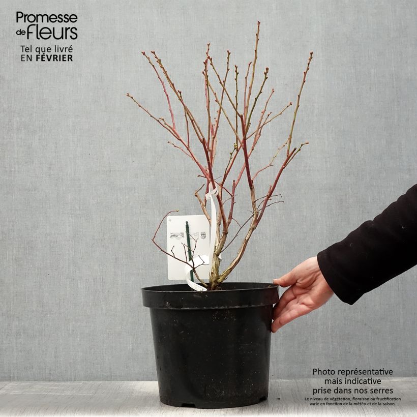 Vaccinium corymbosum Duke- American Blueberry 7.5L/10L pot sample as delivered in winter