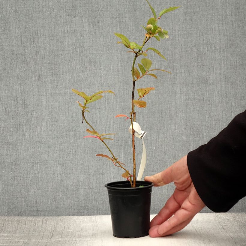 Vaccinium corymbosum Ivanhoe- American Blueberry 8/9 cm pot sample as delivered in summer