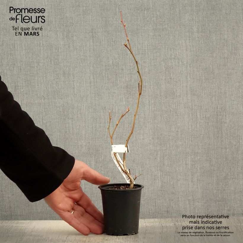 Vaccinium corymbosum Ivanhoe- American Blueberry 8/9 cm pot sample as delivered in spring