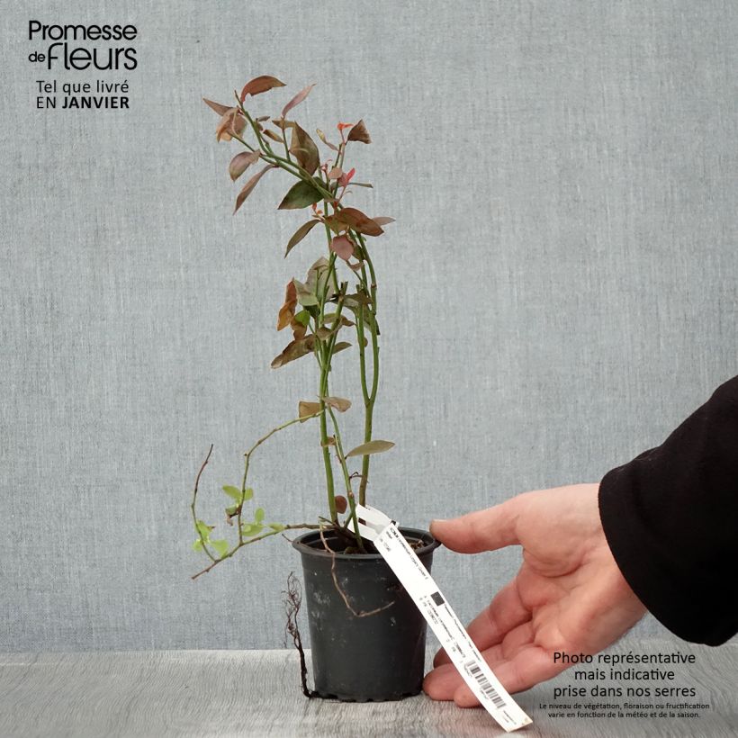 Vaccinium corymbosum Legacy- American Blueberry 8/9 cm pot sample as delivered in winter