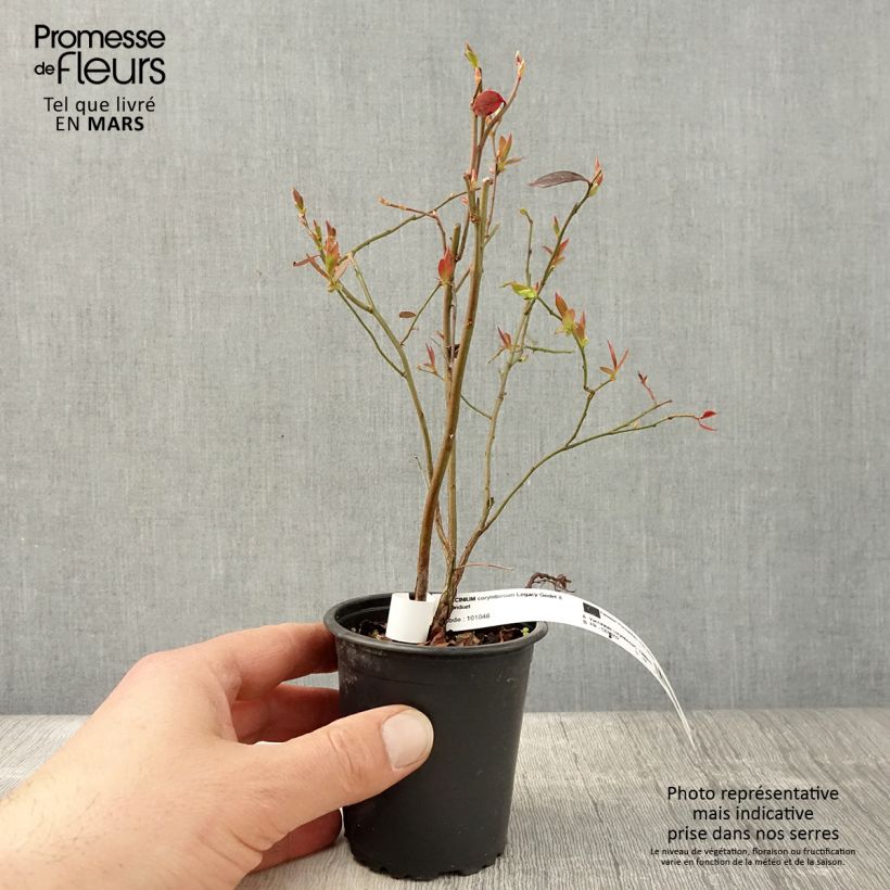 Vaccinium corymbosum Legacy- American Blueberry 8/9 cm pot sample as delivered in spring