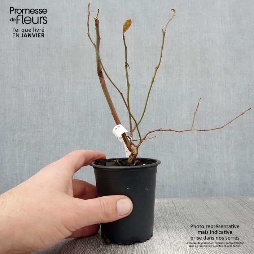 Vaccinium corymbosum North Blue- American Blueberry 8/9 cm pot sample as delivered in winter