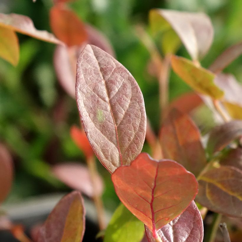 Vaccinium corymbosum North Blue- American Blueberry (Foliage)
