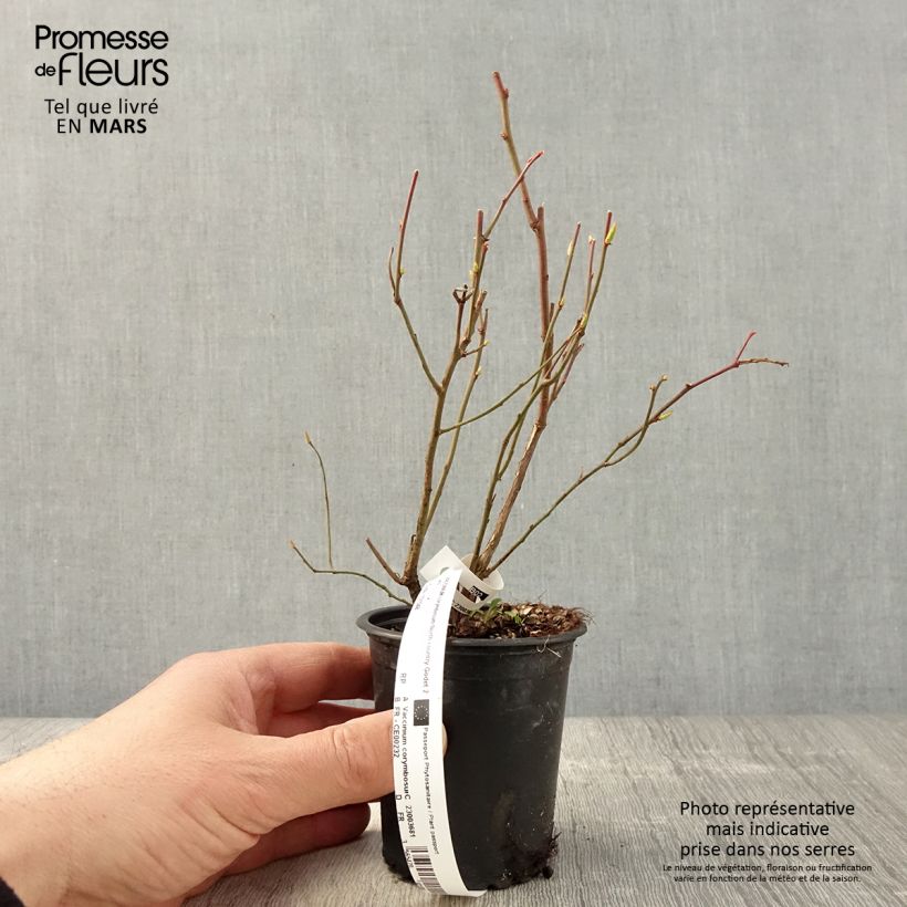 Vaccinium corymbosum Northcountry- American Blueberry 8/9 cm pot sample as delivered in spring