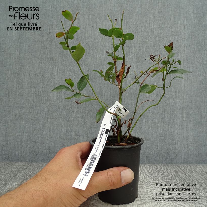 Vaccinium corymbosum Pioneer- American Blueberry 8/9 cm pot sample as delivered in autumn
