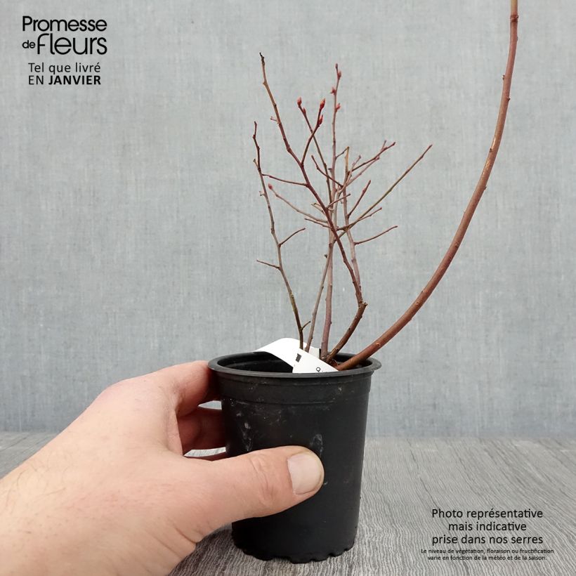 Example of Vaccinium corymbosum Rubel- American Blueberry 8/9 cm pot as you get in hiver