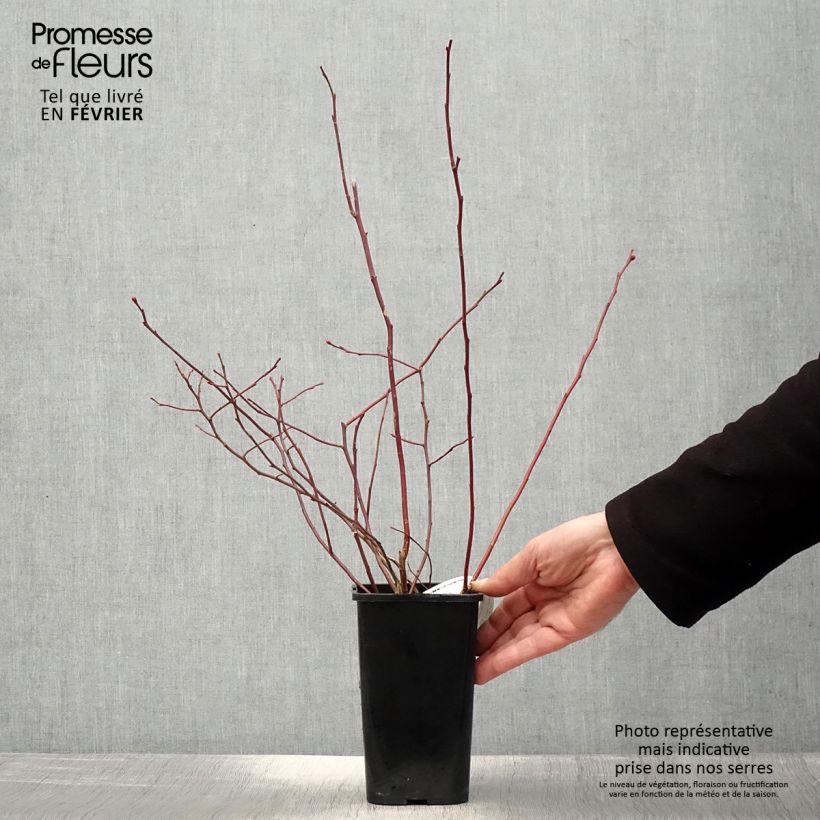 Example of Vaccinium corymbosum Rubel- American Blueberry 1L/1.5L pot as you get in hiver