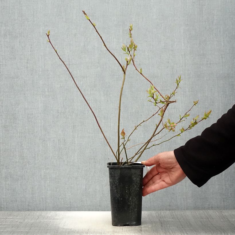 Vaccinium corymbosum Rubel- American Blueberry 1L/1.5L pot sample as delivered in spring