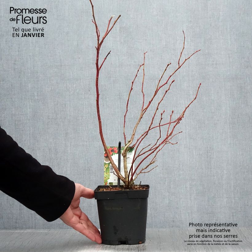 Vaccinium corymbosum Spartan- American Blueberry 2L/3L pot sample as delivered in winter