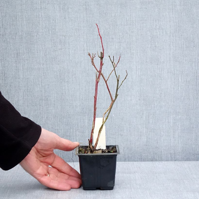 Example of Vaccinium corymbosum Goldtraube- American Blueberry 8/9 cm pot as you get in hiver