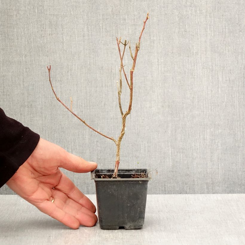 Vaccinium corymbosum Goldtraube- American Blueberry 8/9 cm pot sample as delivered in spring