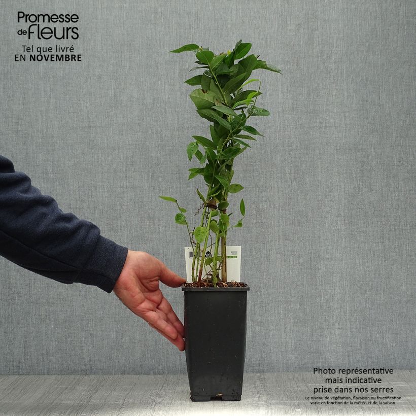 Vaccinium Blue Crop - Blueberry 1.5L/2L pot, Bush sample as delivered in autumn