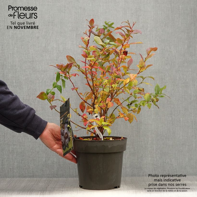 Vaccinium Blue Crop - Blueberry 4L/5L pot sample as delivered in autumn