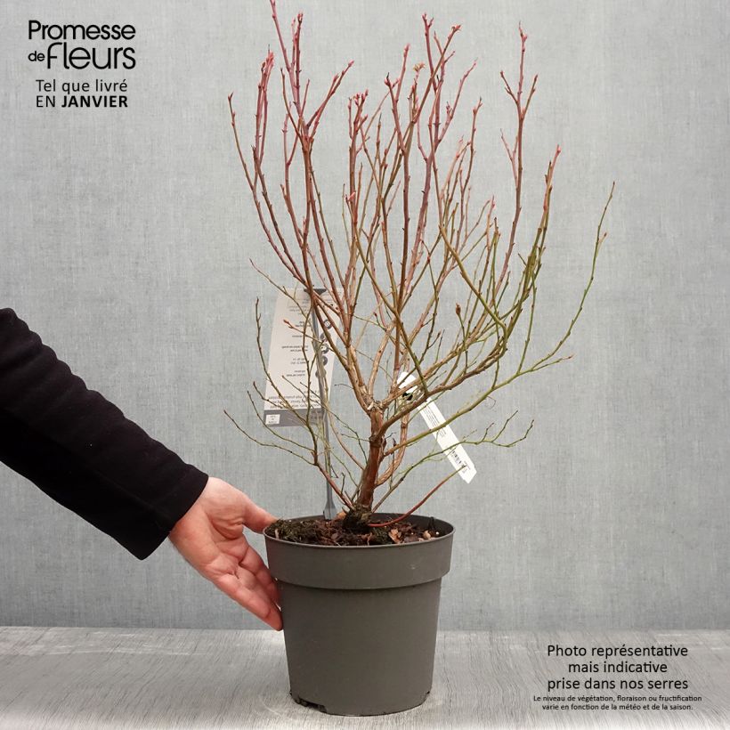 Vaccinium Blue Crop - Blueberry 4L/5L pot sample as delivered in winter