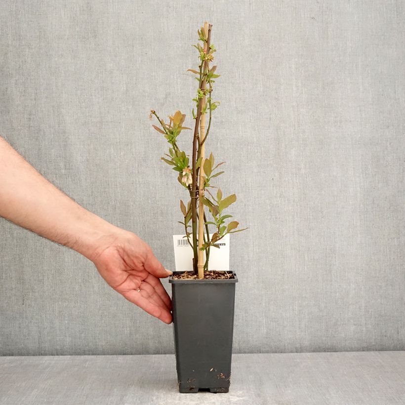 Vaccinium corymbosum Blue Dessert 1.5L/2L pot, Bush sample as delivered in spring