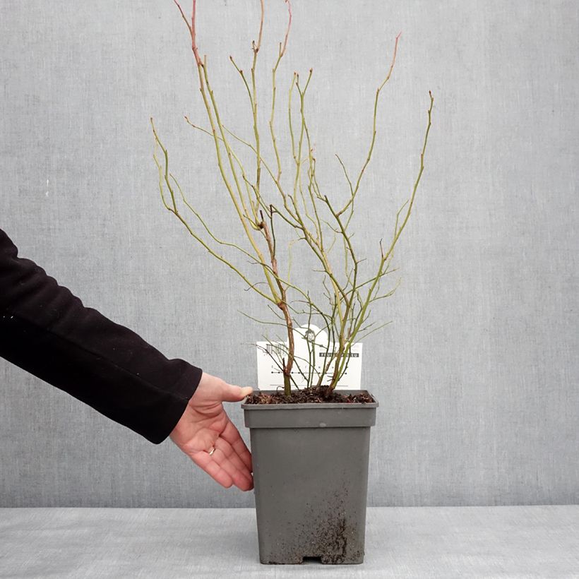 Vaccinium corymbosum Blue Dessert 3L/4L pot, Clump sample as delivered in winter