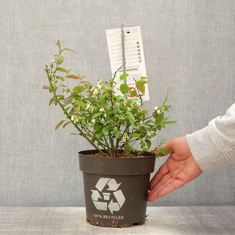 Vaccinium corymbosum Blue Dessert 3L/4L pot, Clump sample as delivered in spring