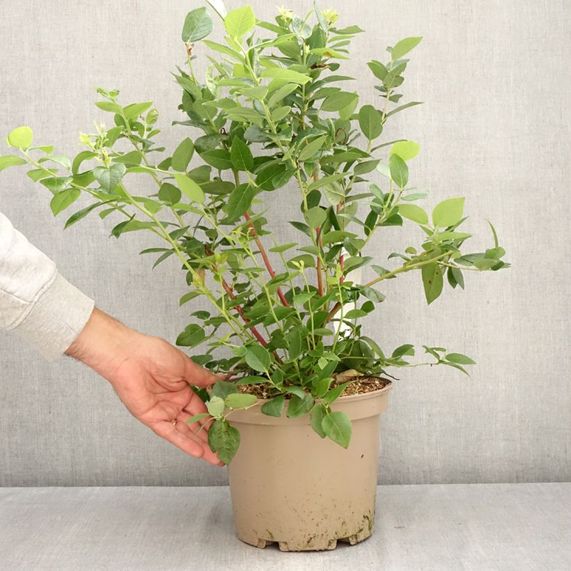 Blueberry Blue Suede - Vaccinium corymbosum 4L/5L pot, Bush sample as delivered in autumn