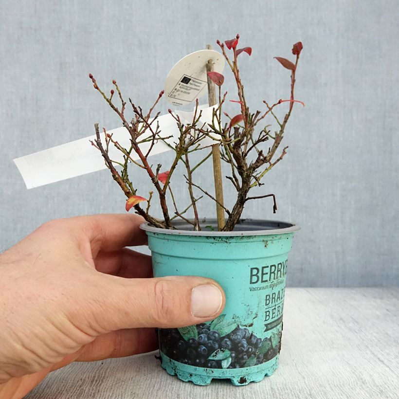 Vaccinium angustifolium Brazelberry Berrybux 10cm/11cm pot sample as delivered in autumn