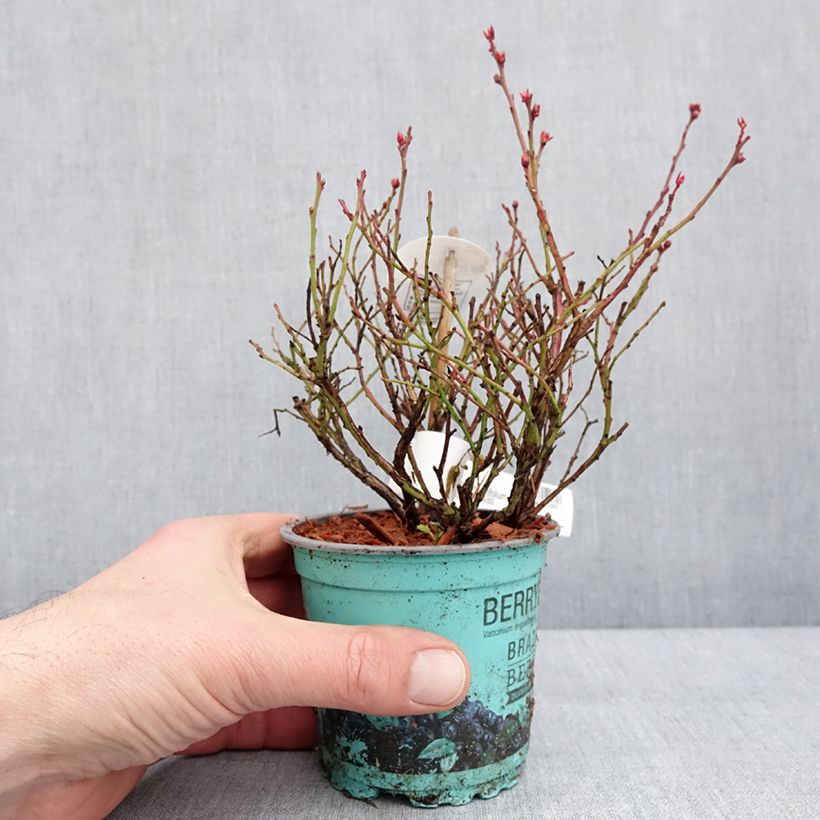Vaccinium angustifolium Brazelberry Berrybux 10cm/11cm pot sample as delivered in winter