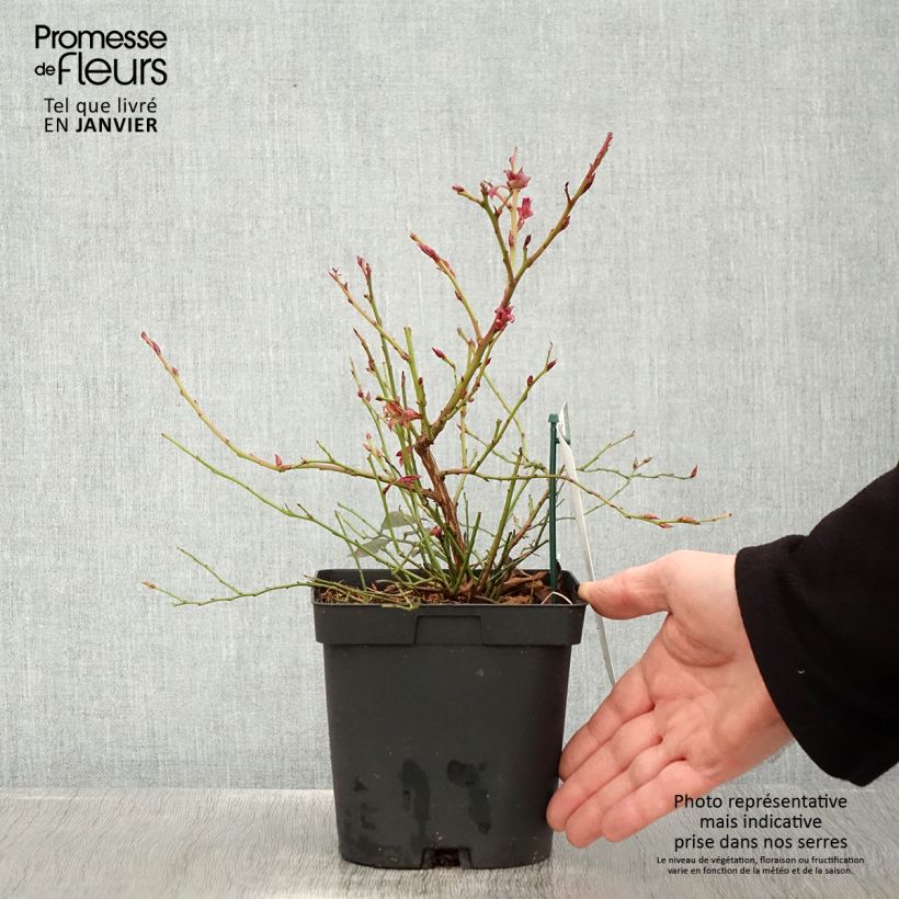 Vaccinium corymbosum Cabernet Splash- American Blueberry 2L/3L pot, Bush sample as delivered in winter