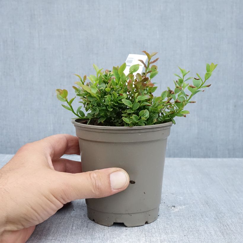 Blueberry - Vaccinium myrtillus  12cm pot, Bush sample as delivered in autumn