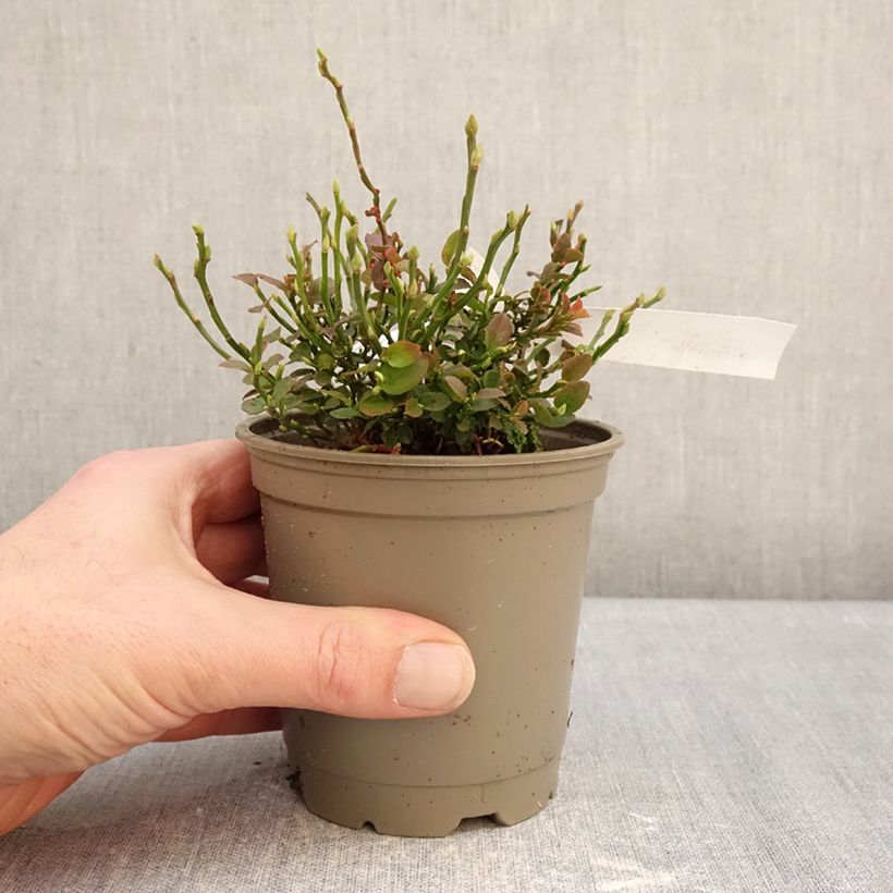 Blueberry - Vaccinium myrtillus  12cm pot, Bush sample as delivered in winter