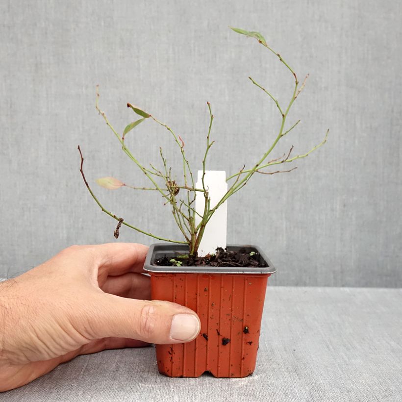 Blueberry Elliott - Vaccinium corymbosum 8/9 cm pot, Bush sample as delivered in autumn