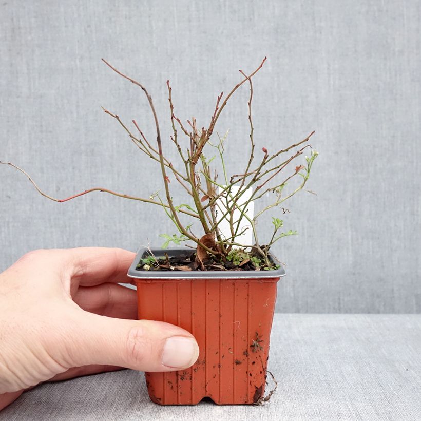 Blueberry Elliott - Vaccinium corymbosum 8/9 cm pot, Bush sample as delivered in winter