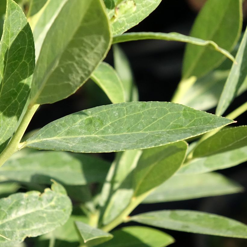 Blueberry Elliott - Vaccinium corymbosum (Foliage)