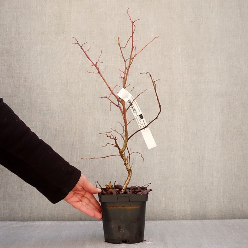 Vaccinium corymbosum Hardyblue - blueberry 2L/3L pot, Clump sample as delivered in winter