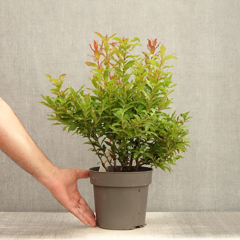 Myrtillier Goutte Bleue - Vaccinum cylindraceum 1.5L/2L pot, Clump sample as delivered in summer
