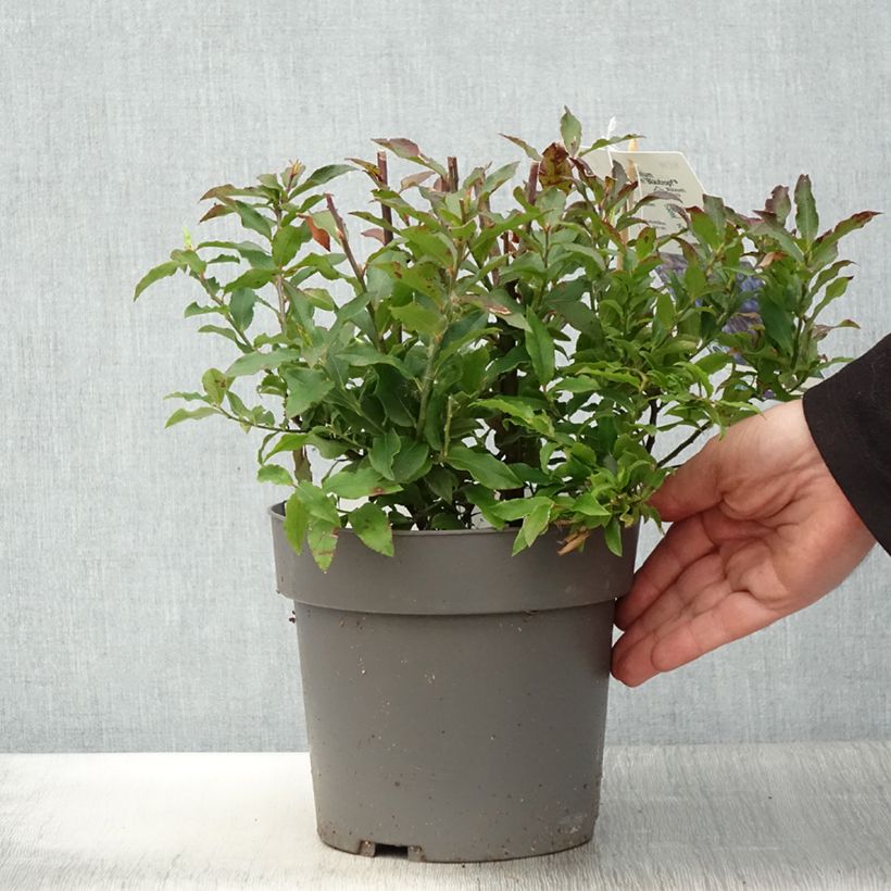 Myrtillier Goutte Bleue - Vaccinum cylindraceum 1.5L/2L pot, Clump sample as delivered in spring