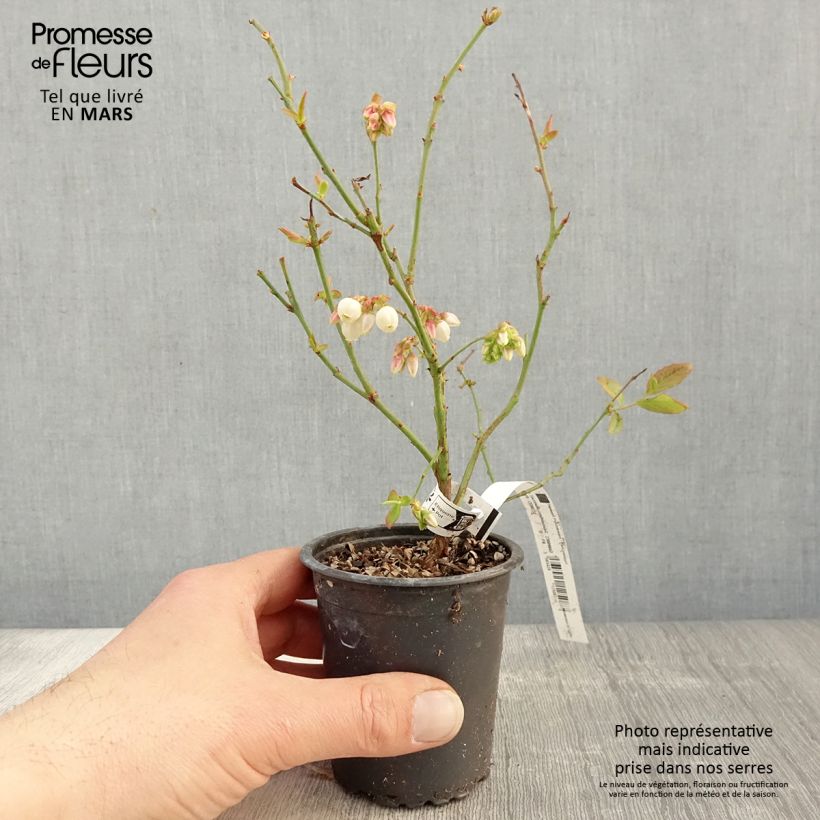 Vaccinium Patriot - Blueberry 8/9 cm pot sample as delivered in spring