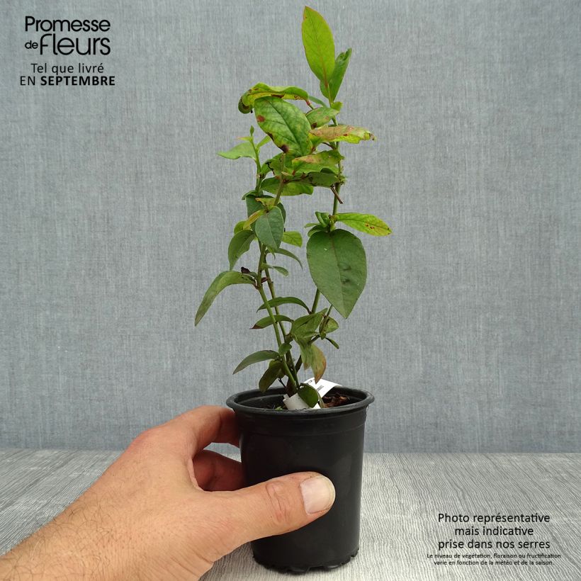 Vaccinium Patriot - Blueberry 8/9 cm pot sample as delivered in autumn