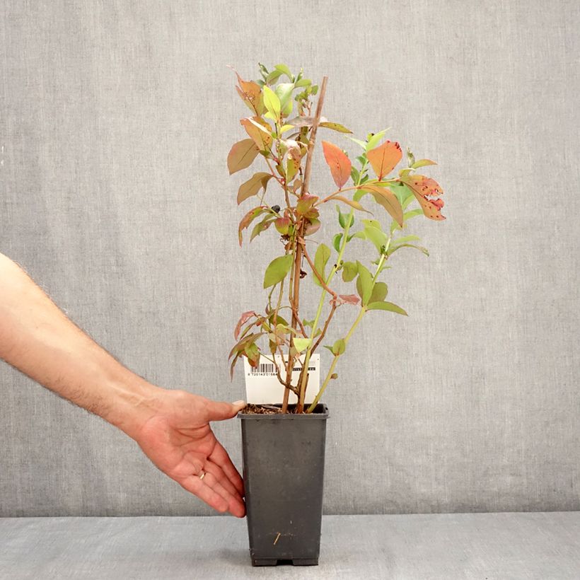 Vaccinium Patriot - Blueberry 1.5L/2L pot, Bush sample as delivered in summer